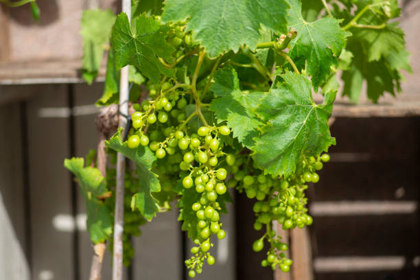 Young vine plant growing in a pot and ready to be planted in a garden.