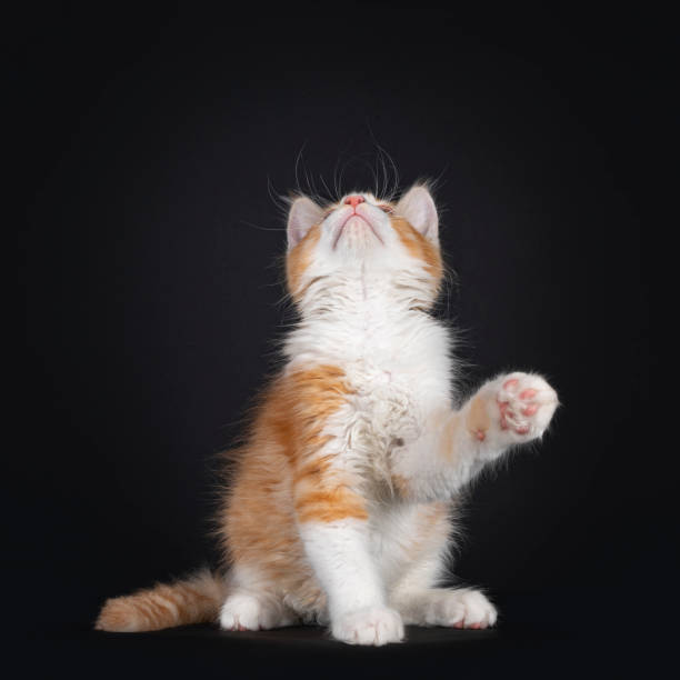 istock Cute red with white kitten on black background 1261773183