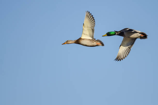 istock Pair of Mallard Ducks Flying in a Blue Sky 1261773206
