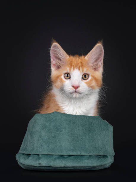 istock Cute red with white kitten on black background 1261773728