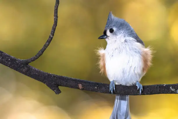 Fluffed Tufted Titmouse Perched on an Autumn Branch