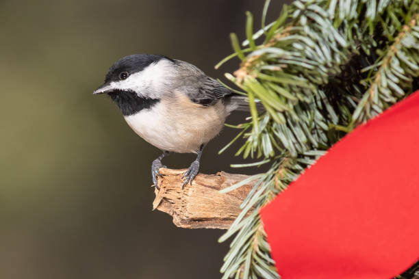 istock Carolina Chickadee Playing with a Merry Christmas Wreath 1261774283