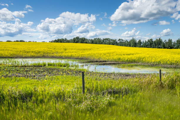 istock Field of blooming canola field 1261778003