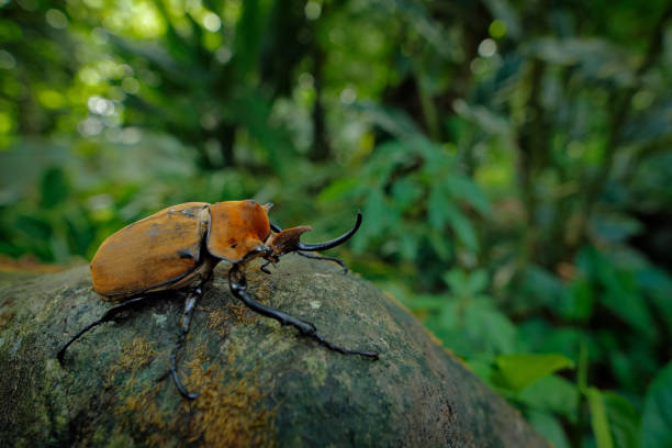 besouro-elefante rinoceronte, megasoma elephas, inseto muito grande da floresta tropical na caostarica. besouro sentado no tronco da árvore no habitat verde da selva. foto da lente de ângulo eide de um belo animal na américa central. natureza da vida se - nasicornis - fotografias e filmes do acervo