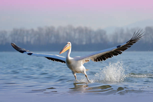 dalmatian pelican, pelecanus crispus, landing in lake kerkini, greece. pelican with open wings. wildlife scene from european nature. bird landing to the blue lake water. bird fly. - pelican landing imagens e fotografias de stock