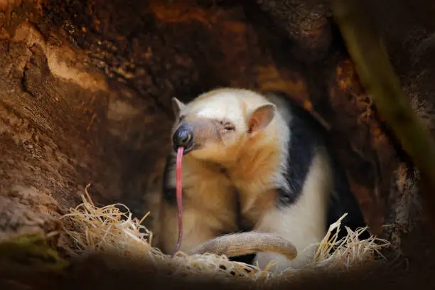 Photo of Long tongue. Southern Tamandua, Tamandua tetradactyla, wild anteater in the nature forest habitat, Brazil. Wildlife scene from tropic jungle forest. Anteater with long muzzle and big ear.