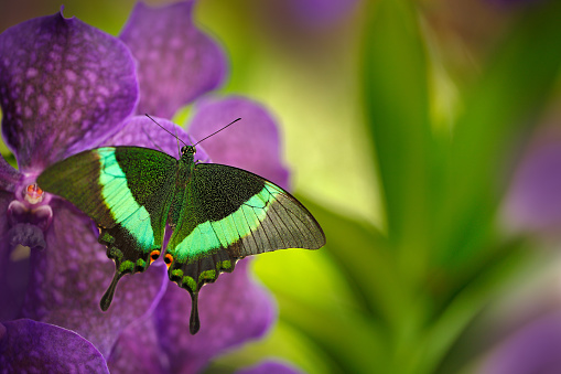 Green swallowtail butterfly, Papilio palinurus, on the pink violet orchid bloom. Insect in the nature habitat, sitting on wild flower, Indonesia, Asia. Wildlife scene from green forest.