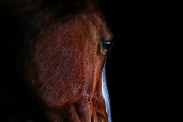 istock Side view portrait of horse 1261780161