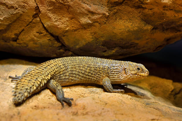 Gidgee spiny-tailed skink, Egernia stokesii, endemic to Australia. Fat lizard in the rock habitat, reptile from nature. Skink with long tail on the stone, Australia wildlife. Gidgee spiny-tailed skink, Egernia stokesii, endemic to Australia. Fat lizard in the rock habitat, reptile from nature. Skink with long tail on the stone, Australia wildlife. long tailed lizard stock pictures, royalty-free photos & images