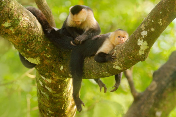 istock White-headed Capuchin, Cebus capucinus, black monkeys sitting on the tree branch in the dark tropical forest, animals in the nature habitat, wildlife of Costa Rica. 1261780698