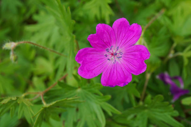 istock A bloody geranium or bloody crane's-bill blossom 1261786563