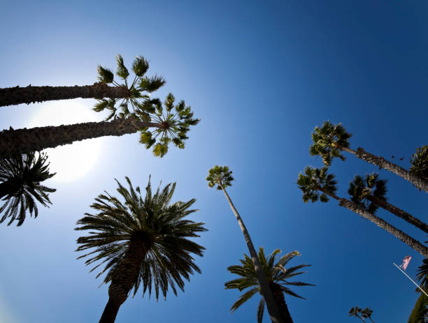 palms drzewa przeciw vivid blue sky - tropical tree clear sky southern california san diego california zdjęcia i obrazy z banku zdjęć