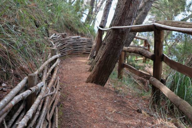 istock Palinuro – Detail of the pine forest path 1261788688