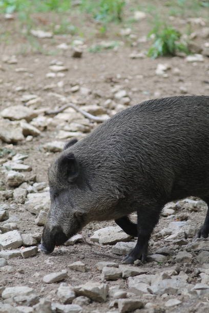 istock Huge boar in a wild park feeding. 1261793741