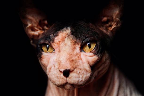 istock Portrait of a sphynx cat 1261793927