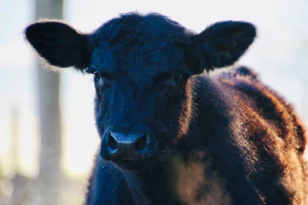 istock Portrait of a calf 1261794973