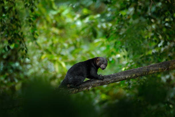 tayra, small predator in the tropic forest. tayra, eira barbara, omnivorous animal from the weasel family. mammal hidden in junge, sitting on the green tree. wildlife scene from nature, mexico - junge imagens e fotografias de stock