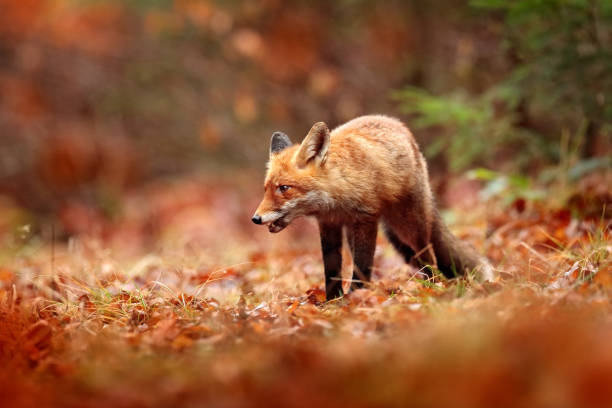 istock Red fox running on orange autumn leaves. Cute Red Fox, Vulpes vulpes in fall forest. Beautiful animal in the nature habitat. Wildlife scene from the wild nature, France, Europe. Cute animal in habitat 1261797691