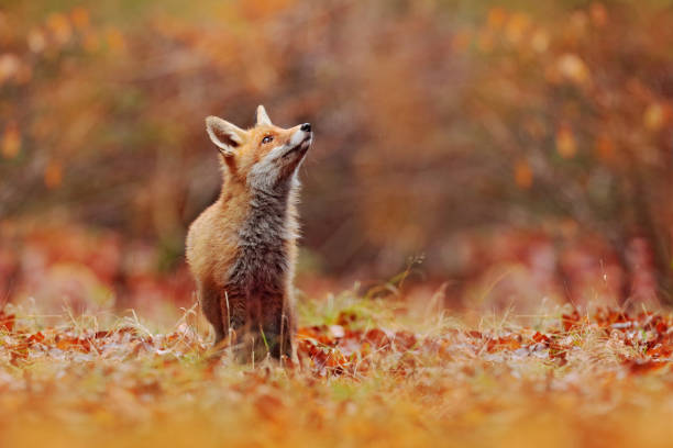 istock Red fox running on orange autumn leaves. Cute Red Fox, Vulpes vulpes in fall forest. Beautiful animal in the nature habitat. Wildlife scene from the wild nature, France, Europe. Cute animal in habitat 1261797702