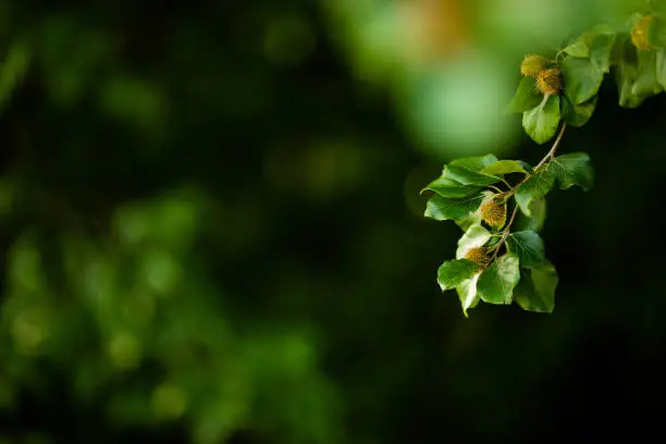 Young beechnuts on a beech branch. Forest background
