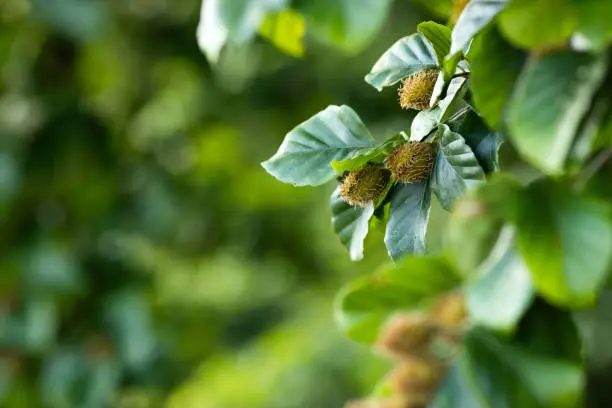 Beech tree branch with beech seeds. Beech nuts. Summer forest background