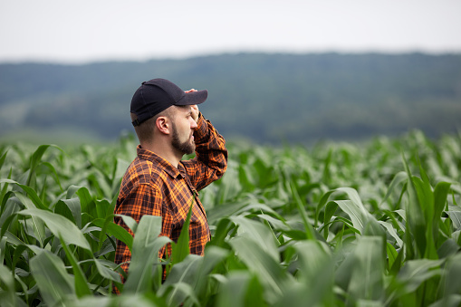 A farmer stands in a field and inspects a green corn plantation. Agricultural industry