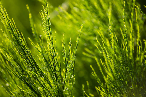 istock Beautiful green grass bush under the evening sun. Green background 1261797865