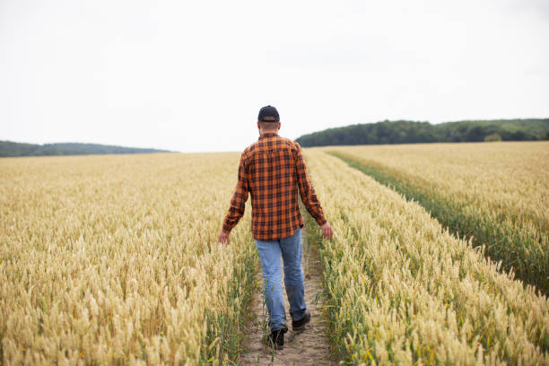 istock A man walks through a wheat field and examines it. Agriculture 1261797887