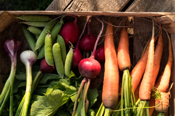 istock Concept for root vegetable, organic raw food 1261797920