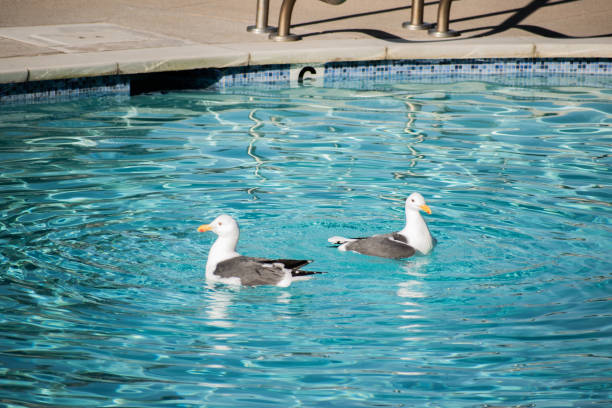 Seagulls frolic in a pool on a sunny day