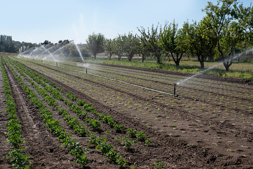 Cultivated field watered in summer in the countryside