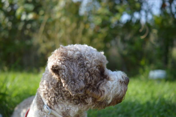 istock Portrait of a dog 1261813280