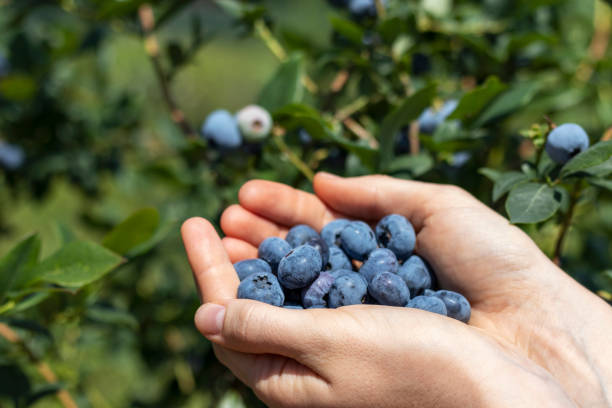 istock Female palms are filled with ripe blueberries. 1261813795