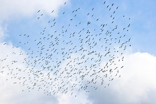 Plenty of Birds Flying in a Blue Sky