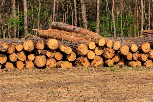 istock Stacked tree trunks felled by the logging timber industry in pine forest 1261815921