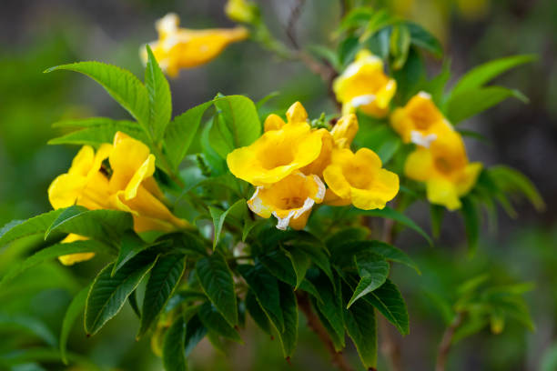 istock Close-up  blossoming of yellow tecoma flowers 1261820867