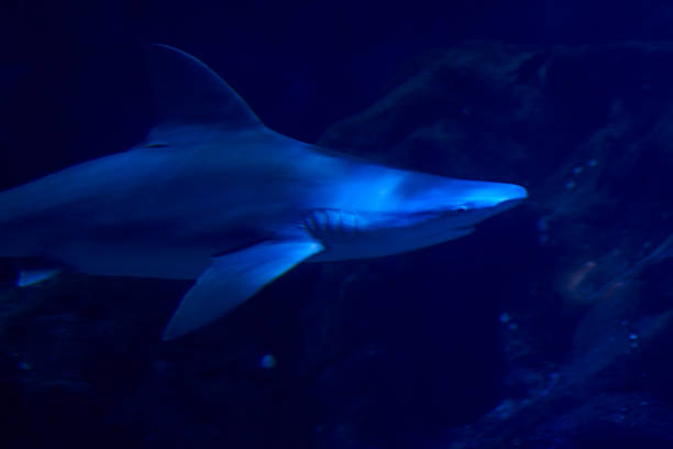 istock Gray shark swimming in the ocean 1261821994