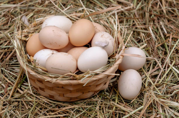 istock Basket with chicken eggs in the hay. 1261823631