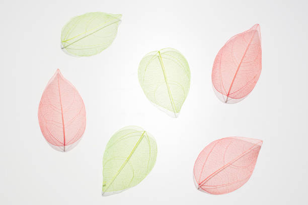 Pictured fake skeleton leaf in a pink background.
