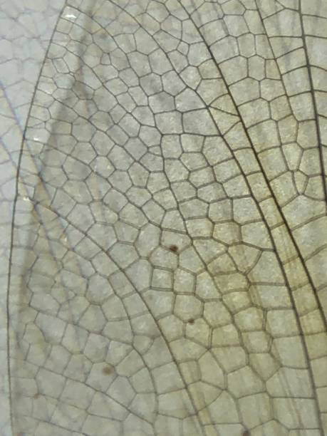 istock Close up of dragonfly wing 1261835953