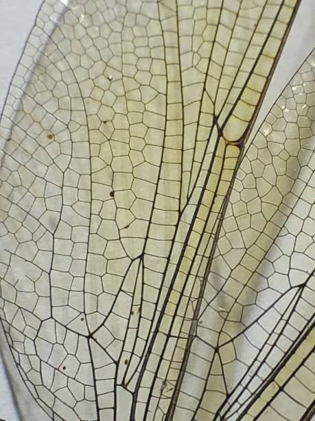 istock Close up of dragonfly wing 1261835997