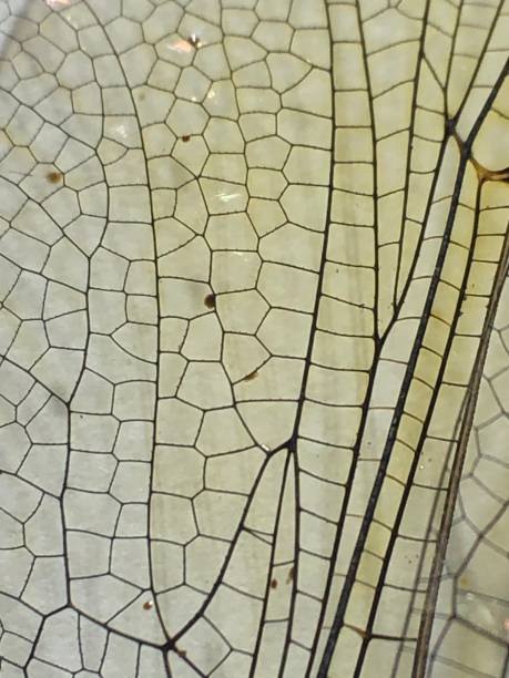 istock Close up of dragon fly wing 1261835998