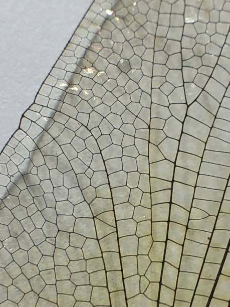 istock Close up of dragonfly wing 1261836001