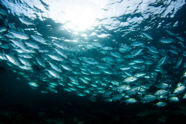 istock school of fish, group of tropical fish 1261836549