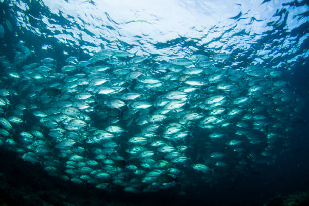 istock school of fish, group of tropical fish 1261836552