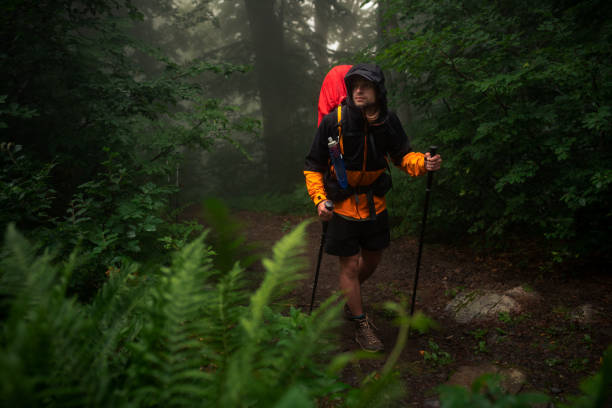 the traveler walks through the forest - climbing equipment fotos imagens e fotografias de stock