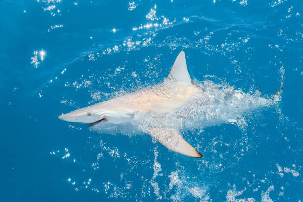 istock Shark caught while fishing in Florida keys 1261839711