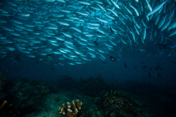 istock school of fish, group of tropical fish 1261840240