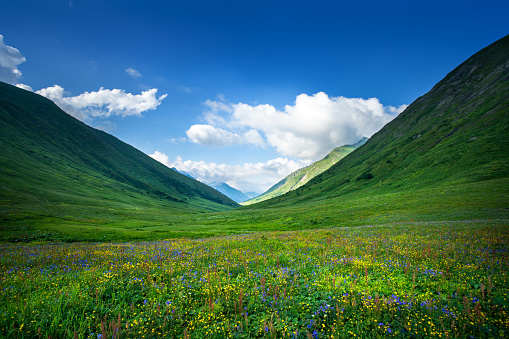 white and yellow flower meadow with forest and blue sky in the background