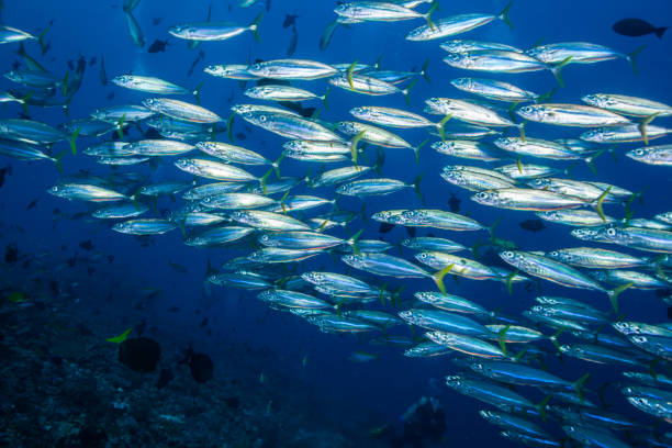 어류 의 학교, 열대 어류의 그룹 - tuna sea underwater fish 뉴스 사진 이미지